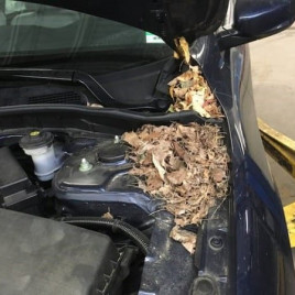Tác hại của chuột đối với xe hơi và phương pháp khắc phục hiệu quả
