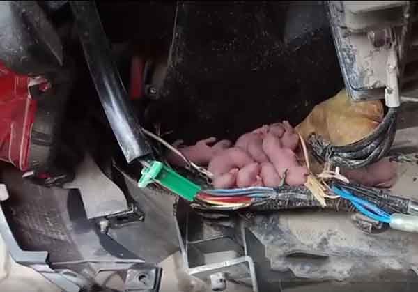 Động cơ, thiết bị điện bị hư hỏng khi để chuột làm tổ trong xe
