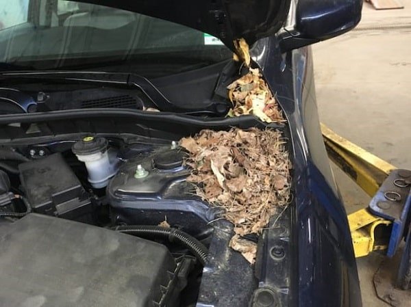 Tác hại của chuột đối với xe hơi và phương pháp khắc phục hiệu quả